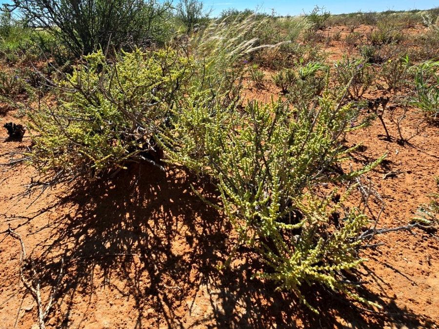 Commercial Property for Sale in Upington Rural Northern Cape